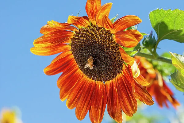 Honeybee lands on a huge sunflower
