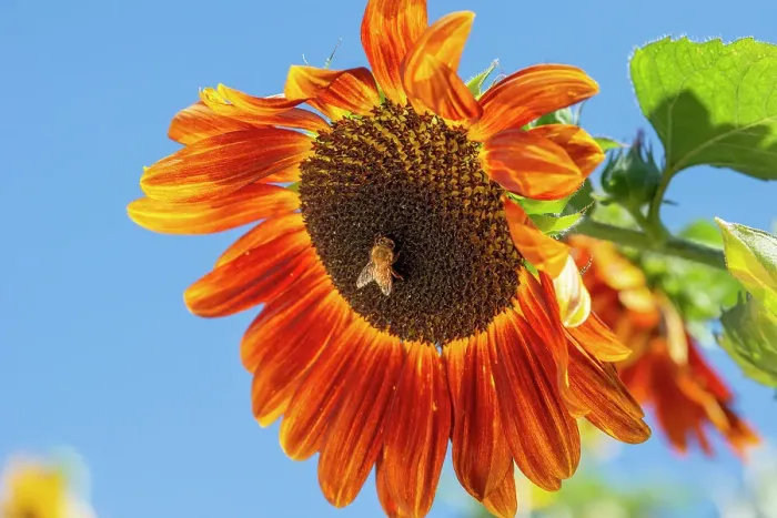 Framed Print : Honeybee lands on a huge sunflower