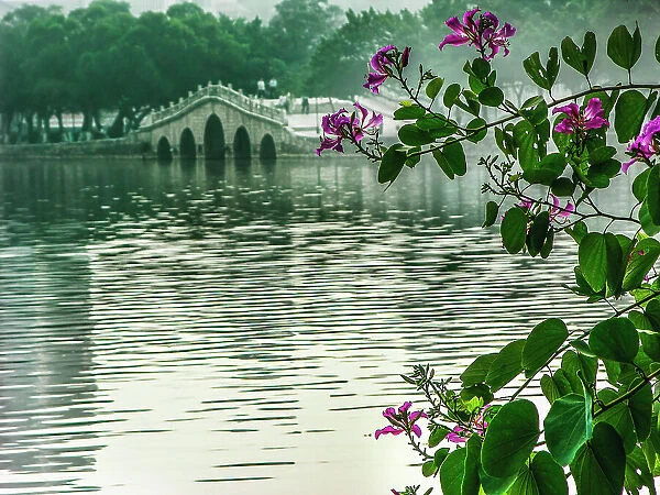 Hong Kong orchid tree in Chinese garden, Huizhou West Lake, Guangdong Province, China