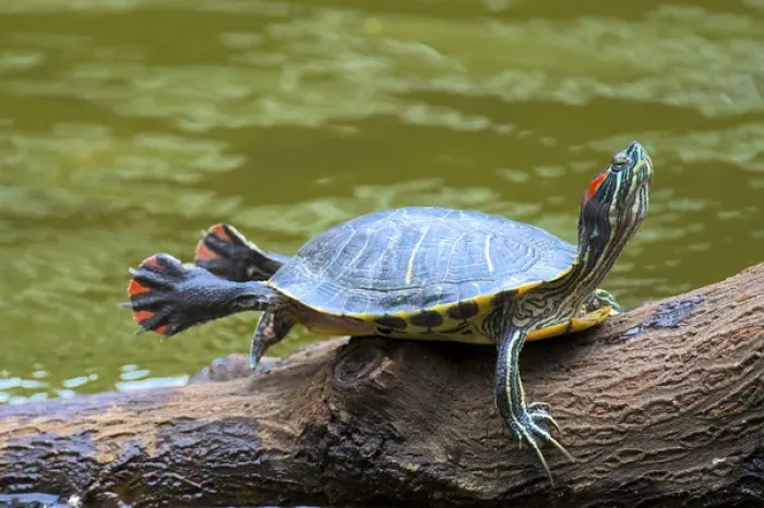 Framed Print : Hong Kong: A painted turtle stretches on a log Framed Print : Hong Kong: A painted turtle stretches on a log