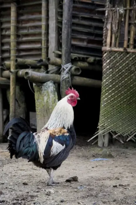 Framed Print : Hong Village near Ziro, Arunachal Pradesh State, northeast India, a domestic rooster Framed Print : Hong Village near Ziro, Arunachal Pradesh State, northeast India, a domestic rooster
