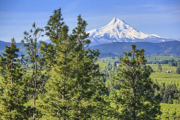 Hood River, Oregon. Snow Covered Mount Hood, Orchard Valley, and Pine Trees