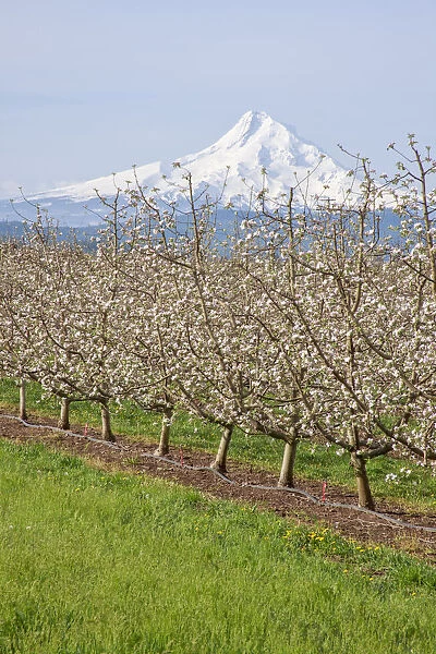 Hood River, Oregon, USA. Apple orchard in bloom with snow-covered Mount Hood in the background
