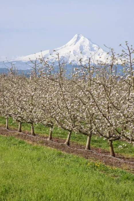 Framed Print : Hood River, Oregon, USA. Apple orchard in bloom with snow-covered Mount Hood in the background Framed Print : Hood River, Oregon, USA. Apple orchard in bloom with snow-covered Mount Hood in the background