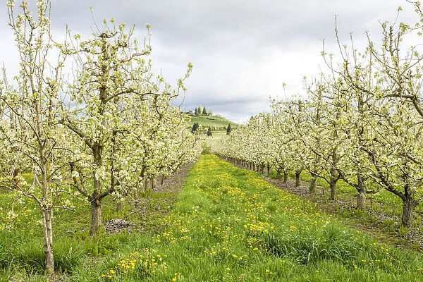 Hood River, Oregon, USA. Apple orchard in blossom in the Fruit Loop area