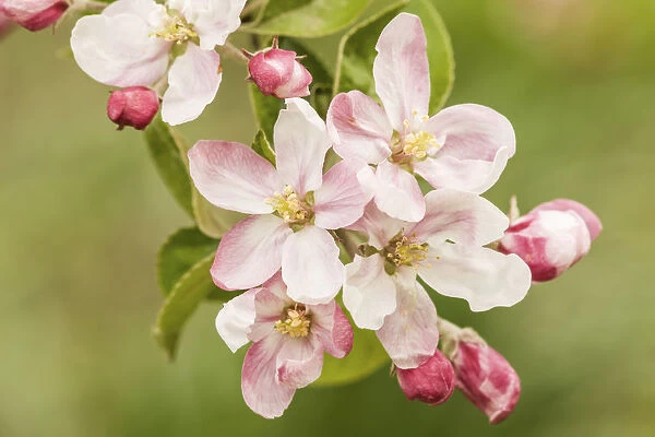 Hood River, Oregon, USA. Close-up of apple blossoms in the nearby Fruit Loop area