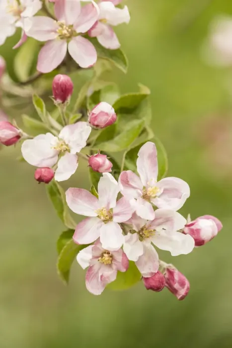 Framed Print : Hood River, Oregon, USA. Close-up of apple blossoms in the nearby Fruit Loop area Framed Print : Hood River, Oregon, USA. Close-up of apple blossoms in the nearby Fruit Loop area