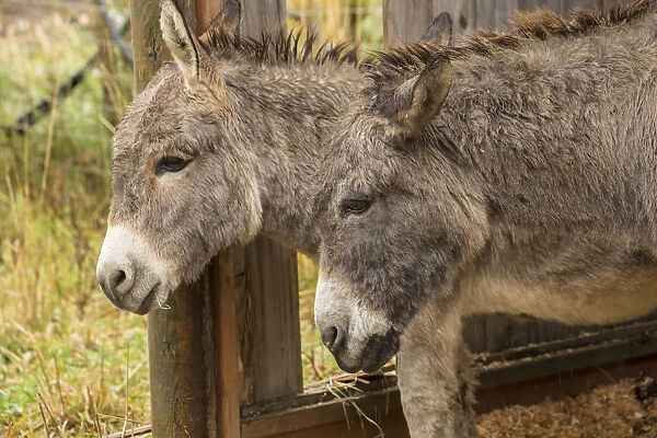 Hood River, Oregon, USA. Two donkeys taking shelter during a rain
