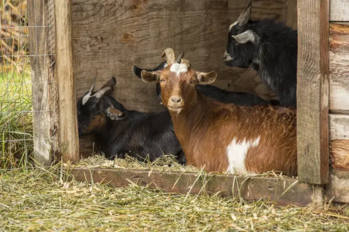 Framed Print : Hood River, Oregon, USA. Goats in their shelter during a rain Framed Print : Hood River, Oregon, USA. Goats in their shelter during a rain