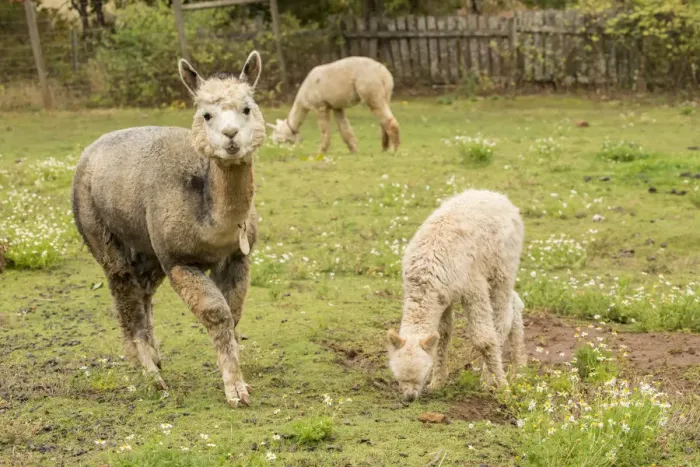 Framed Print : Hood River, Oregon, USA. Mother and baby (cria) alpaca grazing in pasture in light rain Framed Print : Hood River, Oregon, USA. Mother and baby (cria) alpaca grazing in pasture in light rain