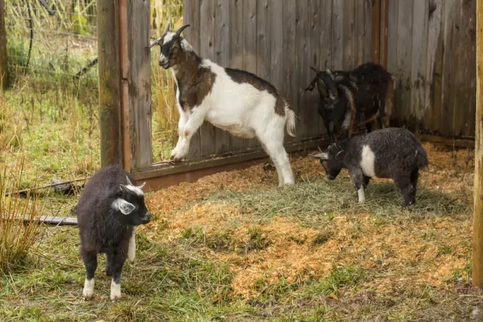 Framed Print : Hood River, Oregon, USA. Three Nubian and other goats taking shelter from the rain Framed Print : Hood River, Oregon, USA. Three Nubian and other goats taking shelter from the rain