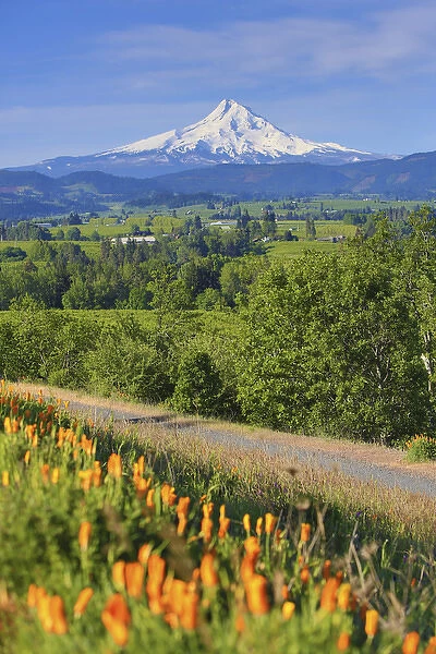 Hood River, Oregon. Wildflowers, Hood River Valley, and a snow capped Mount Hood