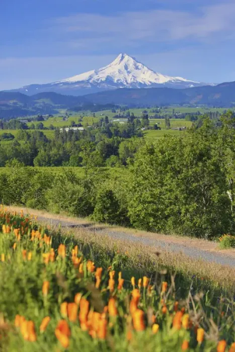 Framed Print : Hood River, Oregon. Wildflowers, Hood River Valley, and a snow capped Mount Hood Framed Print : Hood River, Oregon. Wildflowers, Hood River Valley, and a snow capped Mount Hood