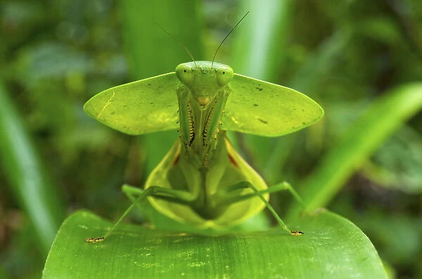 Hooded mantis (Choerododis rhombifolia), Costa Rica