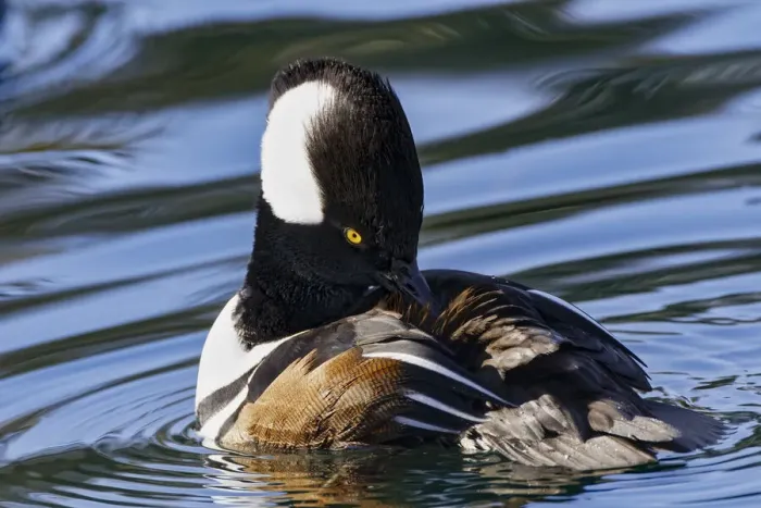 Framed Print : Hooded merganser Framed Print : Hooded merganser