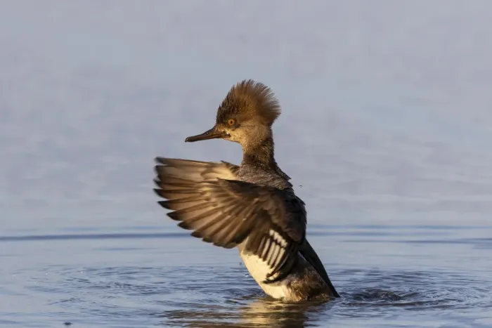 Framed Print : Hooded merganser female flapping wings in wetland, Marion County, Illinois Framed Print : Hooded merganser female flapping wings in wetland, Marion County, Illinois