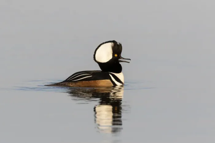 Framed Print : Hooded merganser male in wetland, Marion County, Illinois Framed Print : Hooded merganser male in wetland, Marion County, Illinois