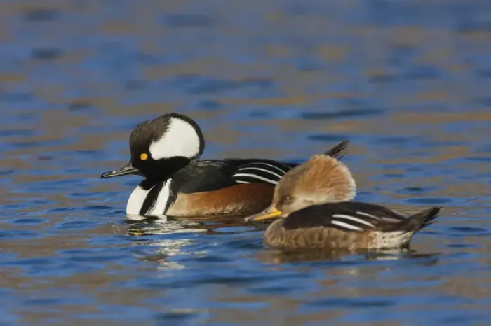 Framed Print : Hooded Merganser Pair Framed Print : Hooded Merganser Pair