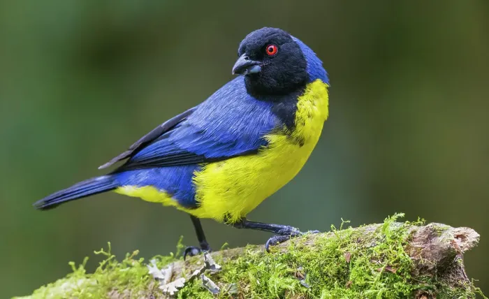Framed Print : Hooded mountain tanager, cloud forest of Ecuador, South America Framed Print : Hooded mountain tanager, cloud forest of Ecuador, South America