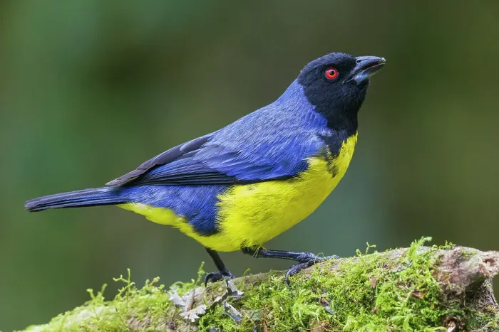 Framed Print : Hooded mountain tanager, cloud forest of Ecuador, South America Framed Print : Hooded mountain tanager, cloud forest of Ecuador, South America