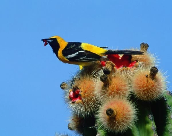 Hooded Oriole, male, eating cactus blossum fruit
