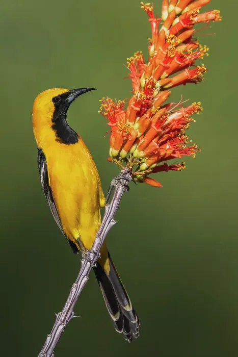 Framed Print : Hooded oriole pauses for a moment while checking ocotillo cactus blooms Framed Print : Hooded oriole pauses for a moment while checking ocotillo cactus blooms