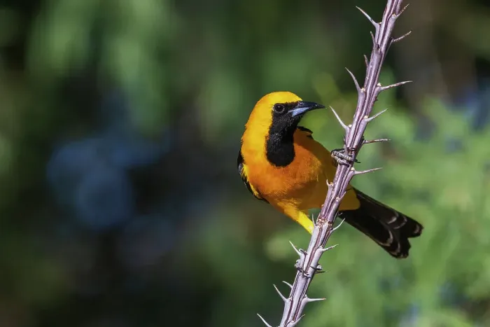 Framed Print : Hooded oriole perched on cactus stem, USA Arizona Framed Print : Hooded oriole perched on cactus stem, USA Arizona