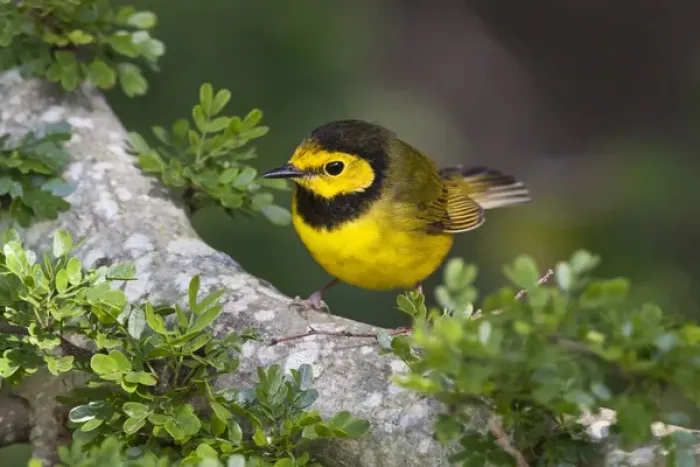 Framed Print : Hooded Warbler (Wilsonia citrina) perched in blackbrush shrub, s. Texas Framed Print : Hooded Warbler (Wilsonia citrina) perched in blackbrush shrub, s. Texas