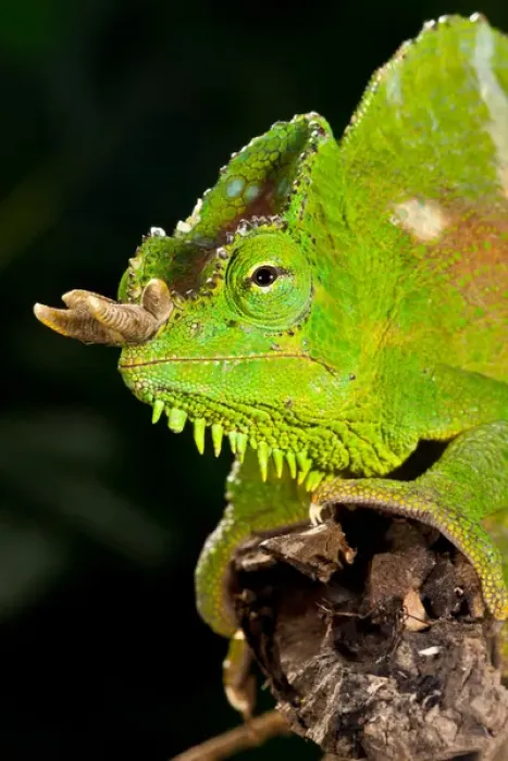 Framed Print : Four Horned Chameleon, Trioceros (Chamaeleo) quadricornis, Native to the Cameroons Framed Print : Four Horned Chameleon, Trioceros (Chamaeleo) quadricornis, Native to the Cameroons