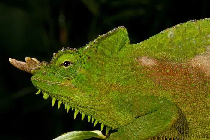 Framed Print : Four Horned Chameleon, Trioceros (Chamaeleo) quadricornis, Native to the Cameroons Framed Print : Four Horned Chameleon, Trioceros (Chamaeleo) quadricornis, Native to the Cameroons