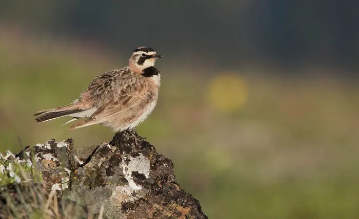 Framed Print : Horned lark on the lookout, alpine habitat, Washington State, USA Framed Print : Horned lark on the lookout, alpine habitat, Washington State, USA