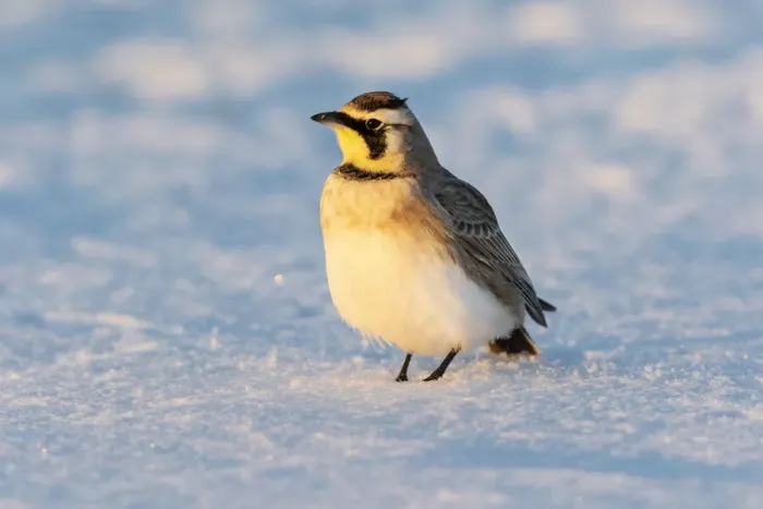 Framed Print : Horned lark in snow, Marion County, Illinois Framed Print : Horned lark in snow, Marion County, Illinois