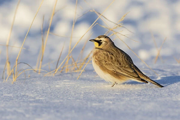 Horned lark in snow, Marion County, Illinois