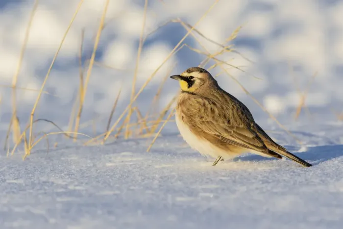 Framed Print : Horned lark in snow, Marion County, Illinois