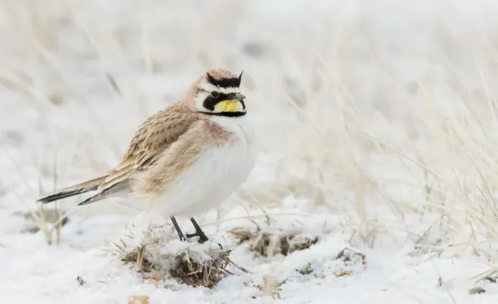 Framed Print : Horned Lark, spring snow Framed Print : Horned Lark, spring snow