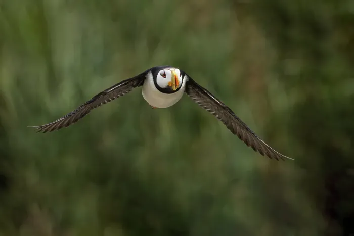 Framed Print : Horned puffin in flight, Alaska Framed Print : Horned puffin in flight, Alaska