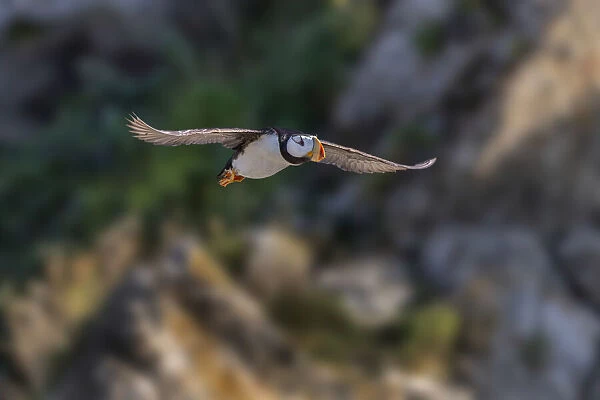 Horned puffin flying, Bird Island, Lake Clark National Park and Preserve, Alaska