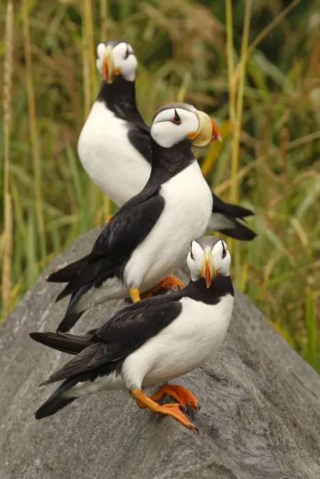 Framed Print : Horned Puffin, Fratercula corniculata, Lake Clark National Park, Alaska