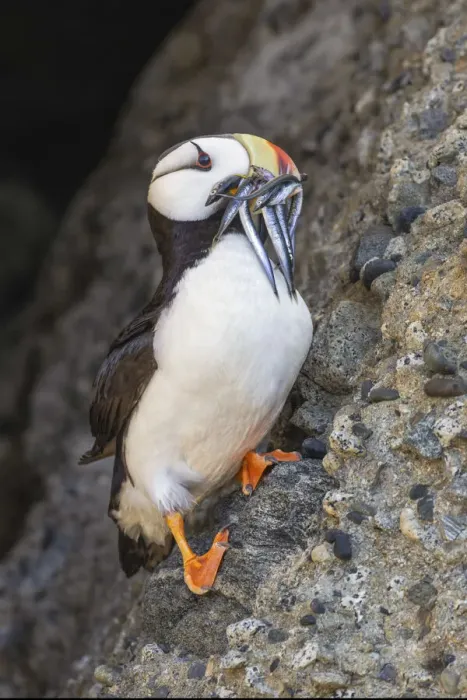 Framed Print : Horned puffin with needle fish in beak, Bird Island, Lake Clark National Park and Preserve, Alaska
