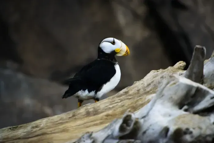 Framed Print : A horned puffin sits on a branch in Seward, Alaska