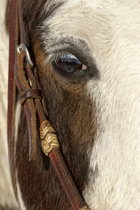 Framed Print : Horse close-up in winter, Kalispell, Montana Equus ferus caballus