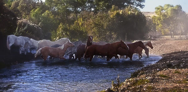 Horse crossing a river in Shell Wyoming