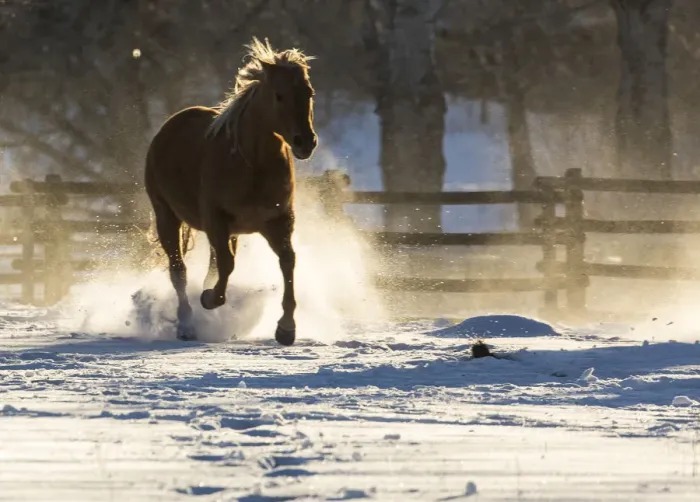 Framed Print : Horse drive in winter on Hideout Ranch, Shell, Wyoming. Horse running through the snow Framed Print : Horse drive in winter on Hideout Ranch, Shell, Wyoming. Horse running through the snow