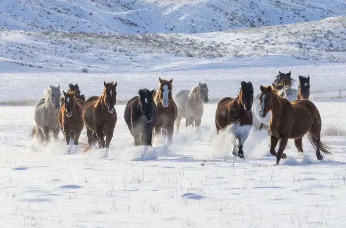 Framed Print : Horse drive in winter on Hideout Ranch, Shell, Wyoming. Herd of horses running in winters snow Framed Print : Horse drive in winter on Hideout Ranch, Shell, Wyoming. Herd of horses running in winters snow