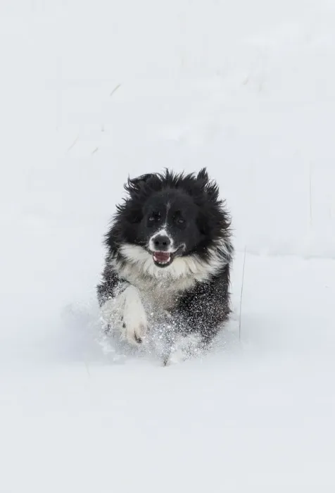 Framed Print : Horse drive in winter on Hideout Ranch, Shell, Wyoming. Ranch dog running through snow Framed Print : Horse drive in winter on Hideout Ranch, Shell, Wyoming. Ranch dog running through snow