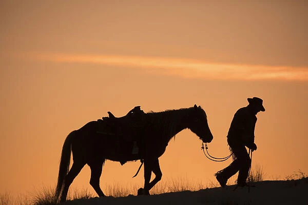 Horse drive in winter on Hideout Ranch, Shell, Wyoming. Cowboy leading his horse at sunset
