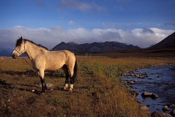 horse, Equus caballus, belonging to a caribou hunter in a field along the North Slopes