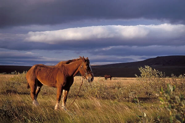 horse, Equus caballus, belonging to a caribou hunter in a field along the North Slopes