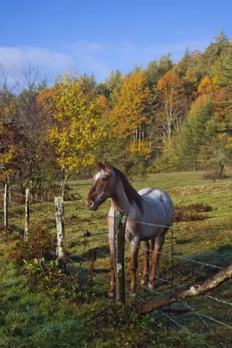 Framed Print : Horse and fence, just off the Blue Ridge Parkway, near Blowing Rock, North Carolina Framed Print : Horse and fence, just off the Blue Ridge Parkway, near Blowing Rock, North Carolina