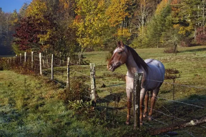 Framed Print : Horse and fence, just off the Blue Ridge Parkway, near Blowing Rock, North Carolina
